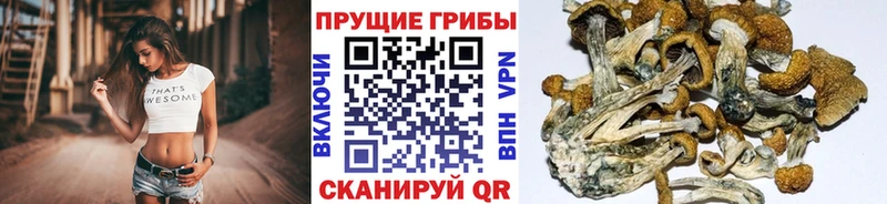 продажа наркотиков  даркнет телеграм  Галлюциногенные грибы Cubensis  Ахтубинск 